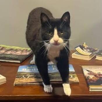 Denny at Fat Cat Books -  Domestic Short Hair Cat for Adoption in Tallahassee, Florida - Denny At Fat Cat Books | PetCurious