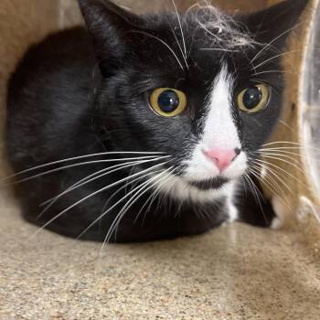 Skadi -  Domestic Short Hair Cat for Adoption in Philadelphia, Pennsylvania - Skadi | PetCurious