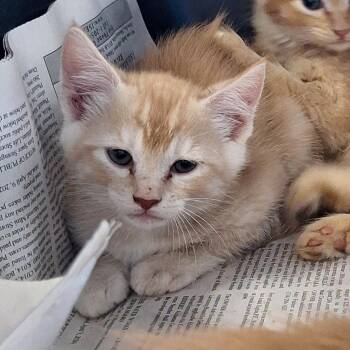 Simba -  Domestic Medium Hair Cat Available for Adoption in Montgomery, Alabama - Simba | PetCurious
