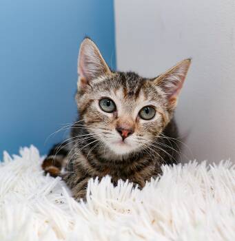 Cloud -  Domestic Short Hair Cat for Adoption in Charlotte, North Carolina - Cloud | PetCurious