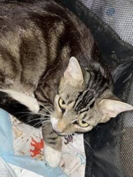 Rescue Domestic Short Hair Cats for Adoption in Chicopee, Massachusetts - Mama Firefly | PetCurious