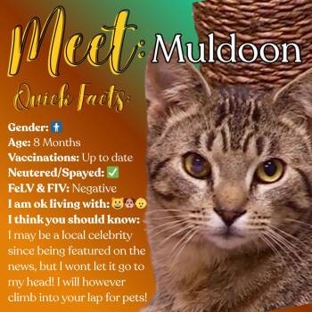 Domestic Short Hair Cats Available for Adoption in Fulton, New York - Muldoon | PetCurious