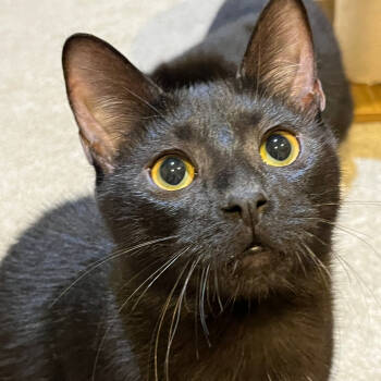 Rescue Domestic Short Hair Cats for Adoption in Abingdon, Maryland - 0925-78 Kramer | PetCurious
