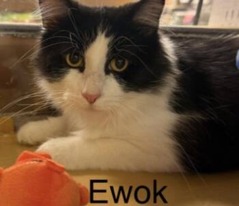 Ewok           GFRCC -  Domestic Medium Hair Cat for Adoption in Metamora, Illinois - Ewok           GFRCC | PetCurious