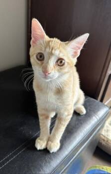 TATER-TOT -  Domestic Short Hair Cat for Adoption in Westminster, Maryland - TATER-TOT | PetCurious