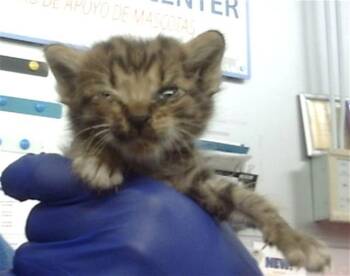 Rescue Domestic Short Hair Cats for Adoption in Dallas, Texas - BARNEY | PetCurious