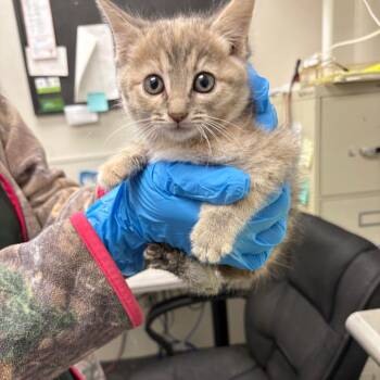 French Fries -  Domestic Medium Hair Cat for Adoption in Columbiana, Alabama - French Fries | PetCurious