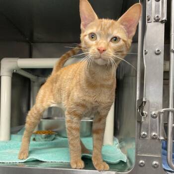 Tinka -  Domestic Short Hair Cat for Adoption in Roanoke, Virginia - Tinka | PetCurious