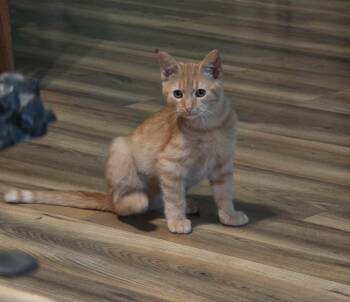 Henrietta -  Domestic Short Hair Cat for Adoption in Morganton, North Carolina - Henrietta | PetCurious