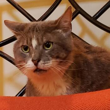 Simon -  Domestic Short Hair Cat for Adoption in Cumming, Georgia - Simon | PetCurious