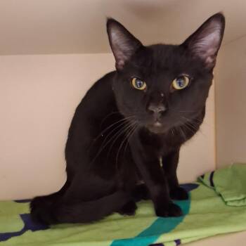 Domestic Short Hair Cats Available for Adoption in Dayton, Ohio - Scallop | PetCurious
