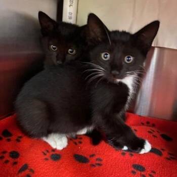 Hazel -  Domestic Short Hair Cat for Adoption in West Palm Beach, Florida - Hazel | PetCurious