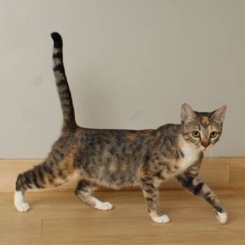 Rescue Domestic Short Hair Cats for Adoption in Minnetonka, Minnesota - Mummy C66660 | PetCurious