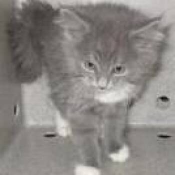 London -  Domestic Long Hair Cat for Adoption in Reno, Nevada - London | PetCurious