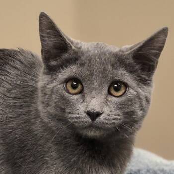 Kelsey -  Domestic Short Hair Cat for Adoption in Wickenburg, Arizona - Kelsey | PetCurious