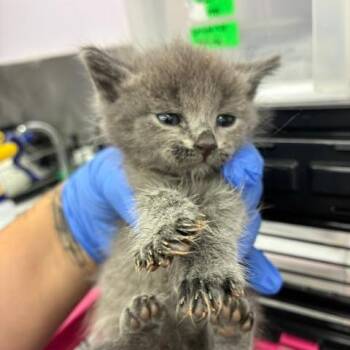 Ally -  Domestic Short Hair Cat for Adoption in Los Angeles, California - Ally | PetCurious
