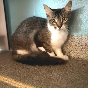 Marsha -  Domestic Medium Hair Cat for Adoption in Sarasota, Florida - Marsha | PetCurious