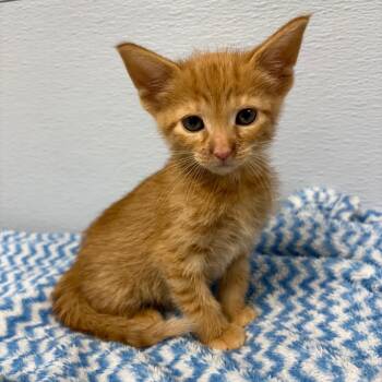 Hagrid -  Domestic Medium Hair Cat for Adoption in Crookston, Minnesota - Hagrid | PetCurious
