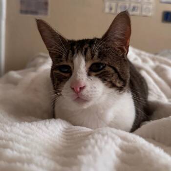 Domestic Short Hair Cats Available for Adoption in Springfield, Oregon - Nashville | PetCurious