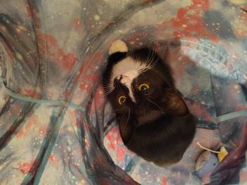 Rescue Domestic Short Hair Cats for Adoption in Lakewood, California - Virgo | PetCurious