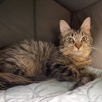 Domestic Medium Hair Cats Available for Adoption - Honeybee | PetCurious