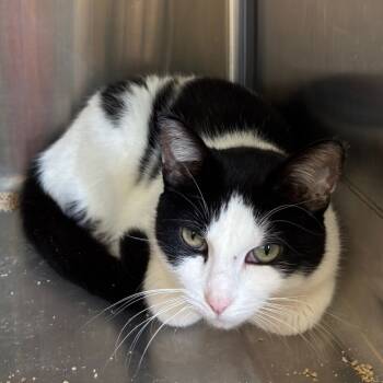 Rescue Domestic Short Hair Cats for Adoption in Davenport, Iowa - Front Desk Associate | PetCurious