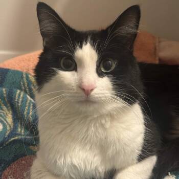 Domestic Short Hair Cats Available for Adoption in Weehawken Township, New Jersey - Gustavo | PetCurious