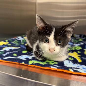 Marmalade Milkshake -  Domestic Short Hair Cat for Adoption in Morganton, North Carolina - Marmalade Milkshake | PetCurious
