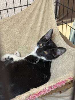 Dopey- MD -  Domestic Short Hair Cat for Adoption in Fort Walton Beach, Florida - Dopey- MD | PetCurious