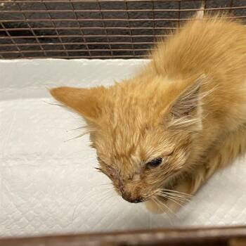 A611998 -  Domestic Short Hair Cat for Adoption in Modesto, California - A611998 | PetCurious