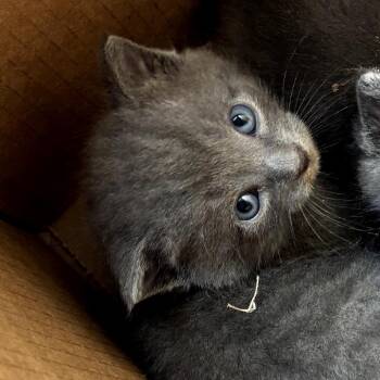 Venus -  Domestic Short Hair Cat for Adoption in Garfield, Arkansas - Venus | PetCurious