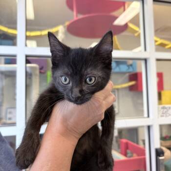 Ping -  Domestic Short Hair Cat for Adoption in Columbus, Indiana - Ping | PetCurious