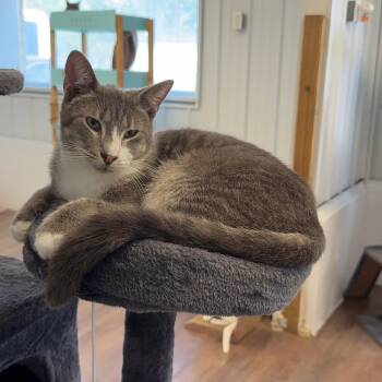 Tesla -  Tabby Cat for Adoption in Alma, Michigan - Tesla | PetCurious