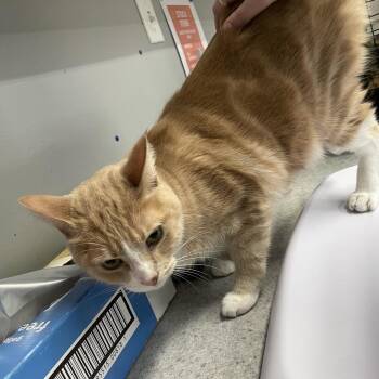 Astro -  Domestic Short Hair Cat for Adoption in Spokane, Washington - Astro | PetCurious