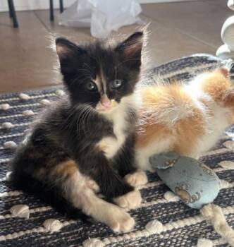 Mocha -  Domestic Medium Hair and Domestic Short Hair Cat for Adoption in River Ridge, Louisiana - Mocha | PetCurious