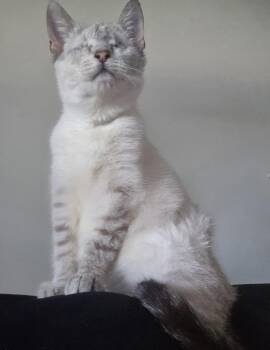 Siamese Cats Available for Adoption - Stevie Wonder | PetCurious