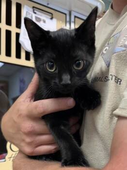 Fezzik $75 -  Domestic Short Hair Cat for Adoption in Seneca, South Carolina - Fezzik $75 | PetCurious