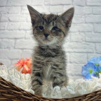 Scamp -  Domestic Short Hair Cat for Adoption in Harrisonburg, Virginia - Scamp | PetCurious