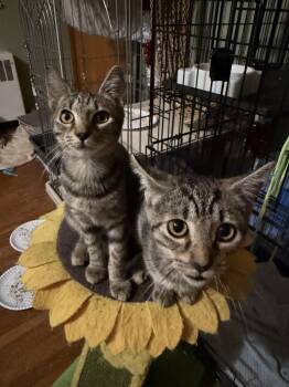 Willow & Precious -  Tabby Cat for Adoption in Lansdowne, Pennsylvania - Willow & Precious | PetCurious