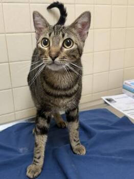 Mr Bombastic -  Domestic Short Hair Cat for Adoption in San Antonio, Texas - Mr Bombastic | PetCurious