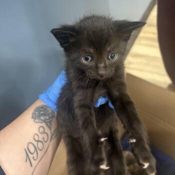 Domestic Short Hair Cats Available for Adoption in Newark, New Jersey - Sprout | PetCurious