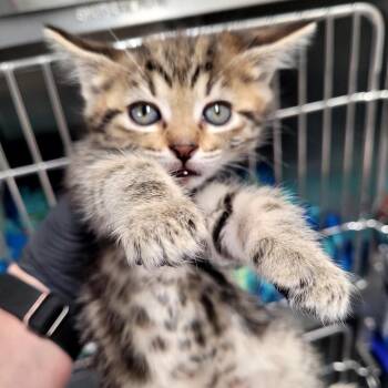 Wobbly (blue) -  Domestic Short Hair Cat Available for Adoption in Belfair, Washington - Wobbly (blue) | PetCurious