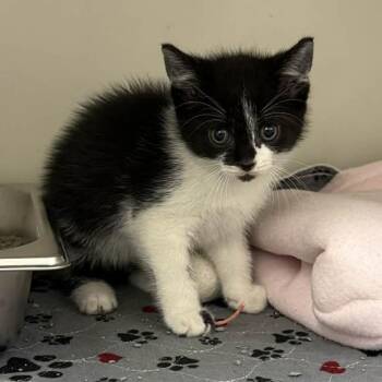 Domestic Short Hair Cats Available for Adoption in Jacksboro, Tennessee - Muffler | PetCurious