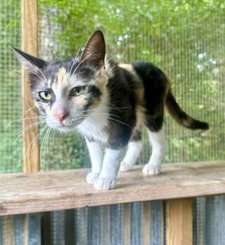 Asha -  Domestic Short Hair Cat for Adoption in Groveland, Massachusetts - Asha | PetCurious