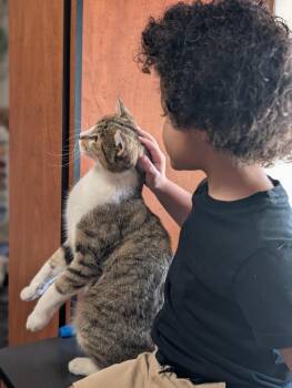 Rescue Tabby Cats for Adoption in Phoenix, Arizona - Sir Charles | PetCurious