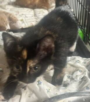Maisie -  Domestic Short Hair Cat for Adoption in New York, New York - Maisie | PetCurious