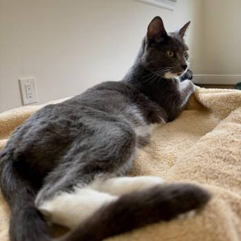 Stack -  Domestic Short Hair Cat for Adoption in Houston, Texas - Stack | PetCurious
