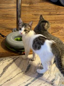 Domestic Short Hair Cats Available for Adoption - Praline | PetCurious