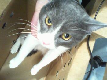 SEVEN -  Domestic Short Hair Cat for Adoption in Charlotte, North Carolina - SEVEN | PetCurious