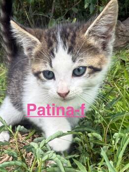 Patina 26 -  Tabby and Domestic Short Hair Cat for Adoption in Brookhaven, Mississippi - Patina 26 | PetCurious